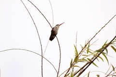 Leucolia violiceps