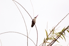 Leucolia violiceps