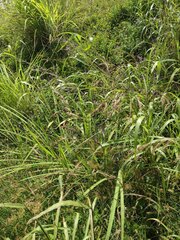 Sorghum × drummondii