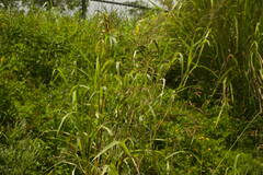 Sorghum × drummondii