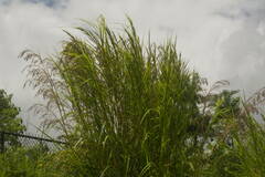 Themeda villosa