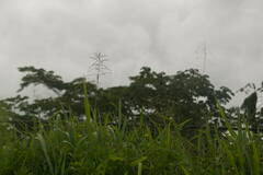 Paspalum paniculatum
