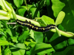 Oraesia emarginata