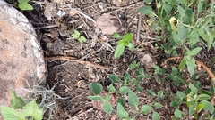 Physalis chenopodifolia