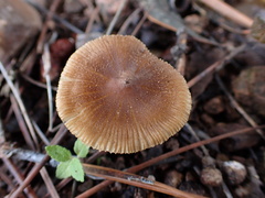 Inocybe subradiata