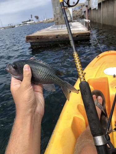 Blacksmith (Chromis punctipinnis) — Pomacentridae — 2