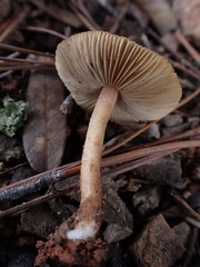 Inocybe subradiata