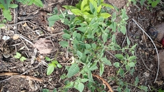 Physalis chenopodifolia