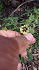 Physalis chenopodifolia