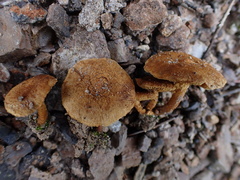 Mallocybe multispora