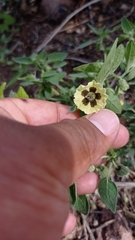 Physalis chenopodifolia