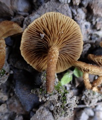 Mallocybe multispora