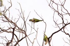 Myiopsitta monachus