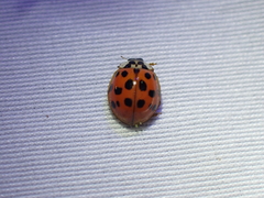 Hesperomyces harmoniae