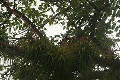 Tillandsia polystachia