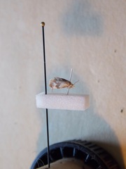 Phalonidia straminoides