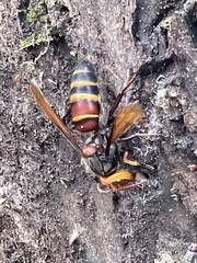 Vespa ducalis pulchra