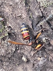 Vespa ducalis pulchra