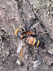 Vespa ducalis pulchra