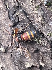 Vespa ducalis pulchra