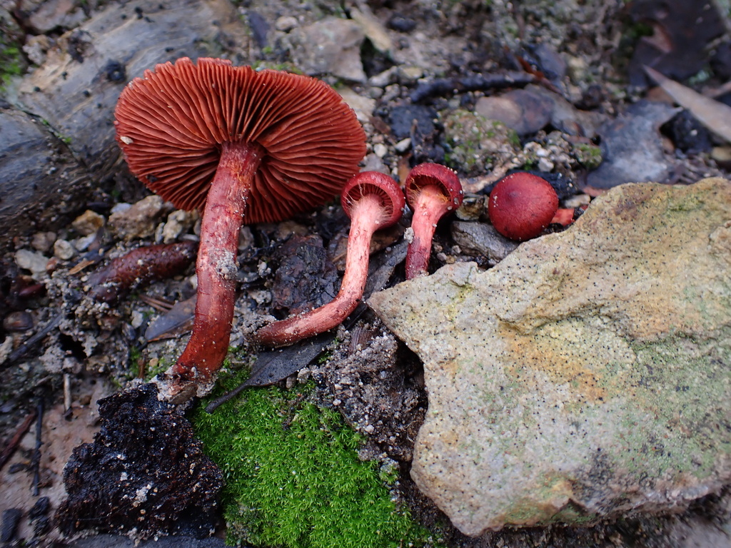 Cortinarius sp. 'AZ04'