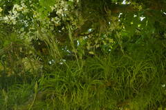 Tillandsia polystachia