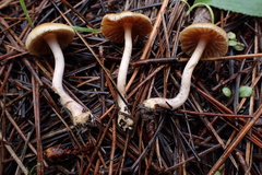 Inocybe pallidicremea
