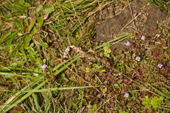 Eragrostis unioloides
