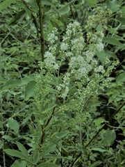 Spiraea alba alba
