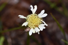 Gaillardia aestivalis winkleri