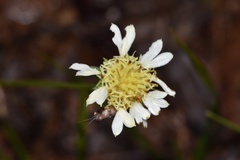 Gaillardia aestivalis winkleri