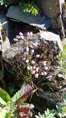 Allium rubens