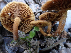 Mallocybe multispora