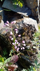 Allium rubens