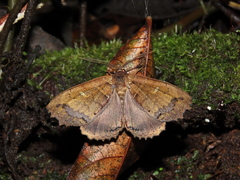 Prionoptera serra