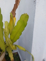 Epiphyllum