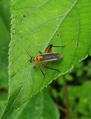 Stenomacra