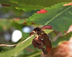 Limenitis arthemis astyanax