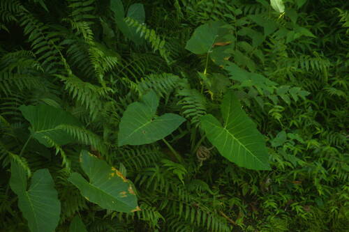 Xanthosoma robustum