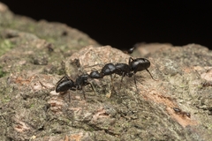 Camponotus concavus