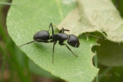 Camponotus concavus