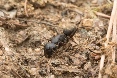 Camponotus japonicus