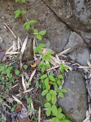 Dioscorea pentaphylla