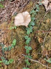 Psychotria serpens