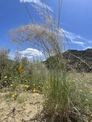 Sporobolus flexuosus