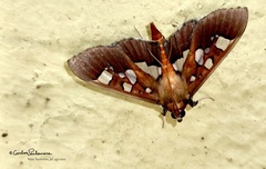 Phostria oajacalis