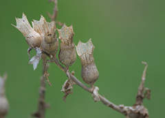 Hyoscyamus