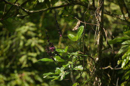 Macropsychanthus wilsonii observed 2022-08-14