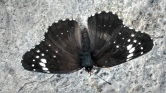 Chlosyne lacinia lacinia