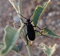 Epicauta segmenta